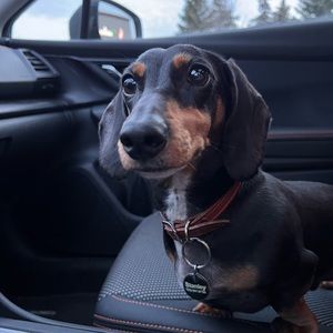 Meet your Posher, Beans